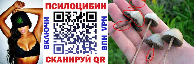 Галлюциногенные грибы Psilocybine cubensis  купить наркотики сайты  Жуков 